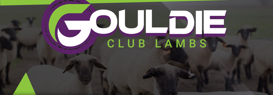 Gouldie Club Lambs