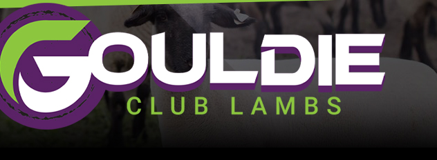 Gouldie Club Lambs