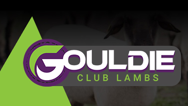 Gouldie Club Lambs